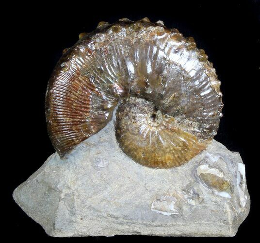 Beautiful, Hoploscaphites Ammonite - South Dakota #77844